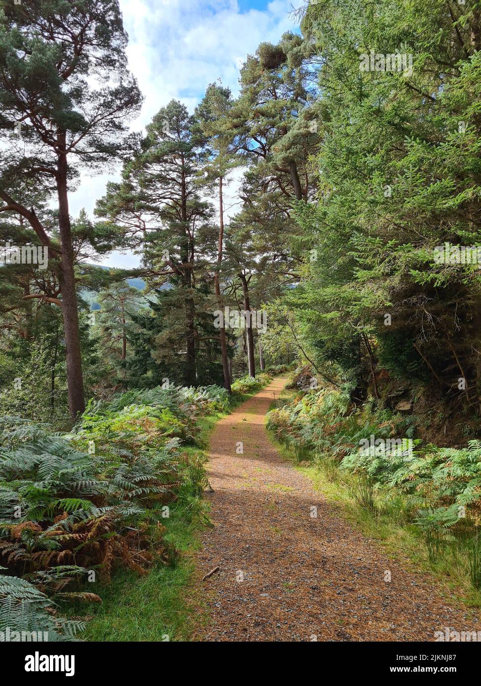 A vertical shot of the trail through the green forest Stock Photo - Alamy