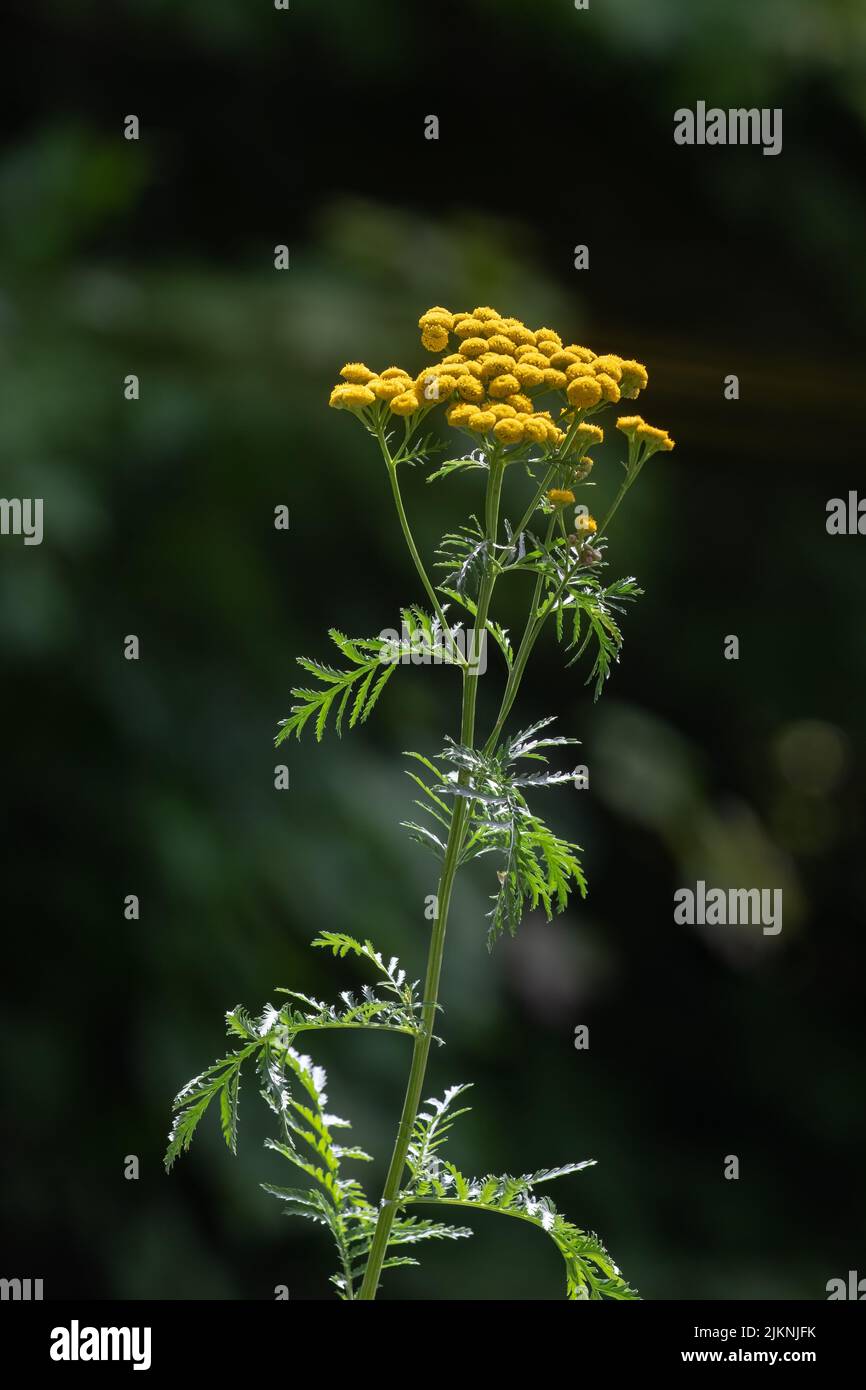 A yellow Yarrow plant with green background Stock Photo