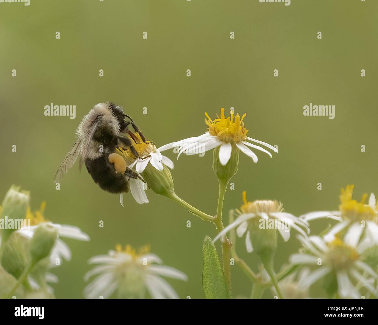 A Bumblebee on a flower with soft green background Stock Photo
