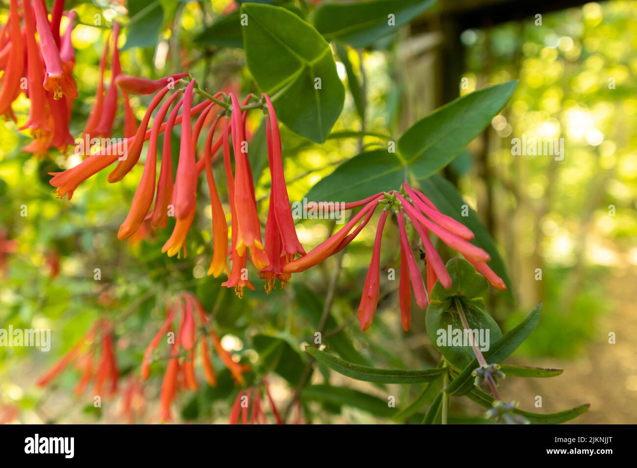 A closeup of a Brown's honeysuckle (Lonicera) bush with bright red flowers and green leaves in spring or summer Stock Photo