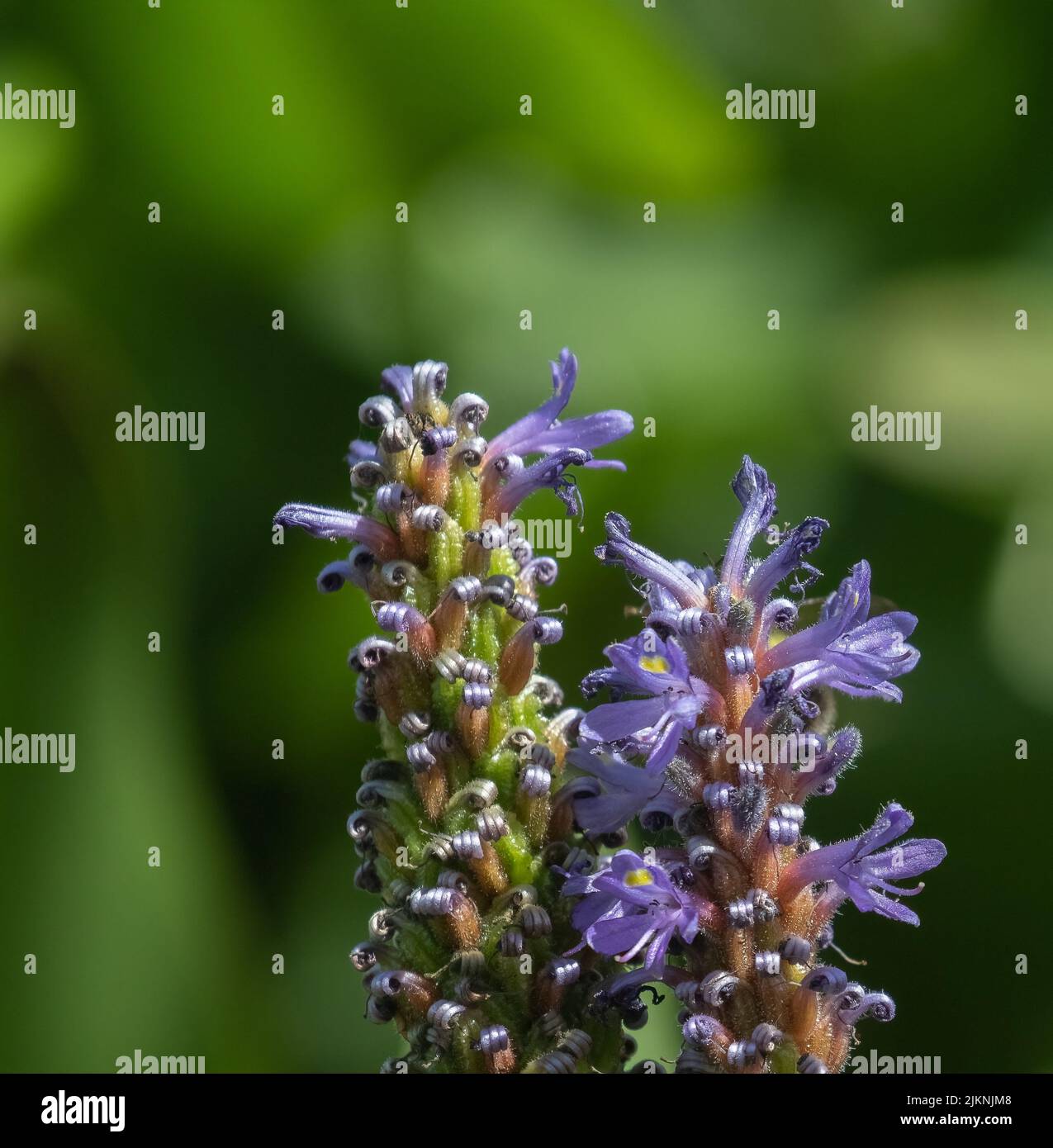 Details of a Pickerel Weed wildflower Stock Photo