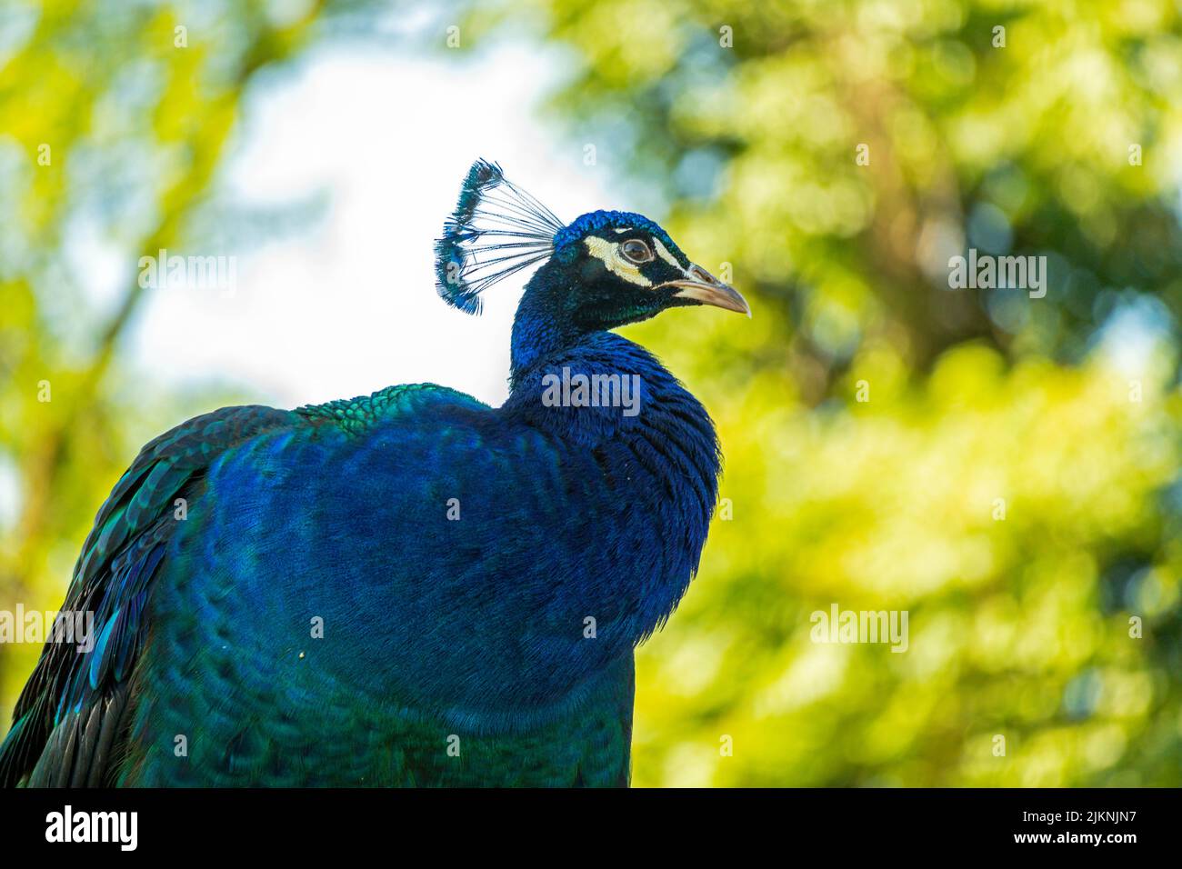 A closeup of an Indian peafowl (Pavo cristatus) standing proudly on the blurred background of trees Stock Photo
