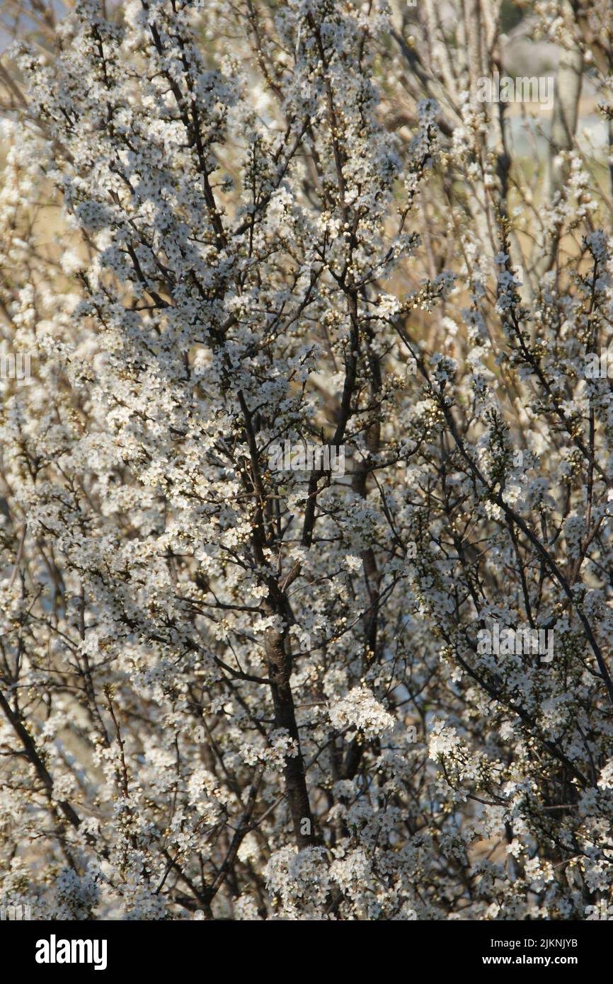 A closeup of white blossoms on the blackthorn tree Stock Photo