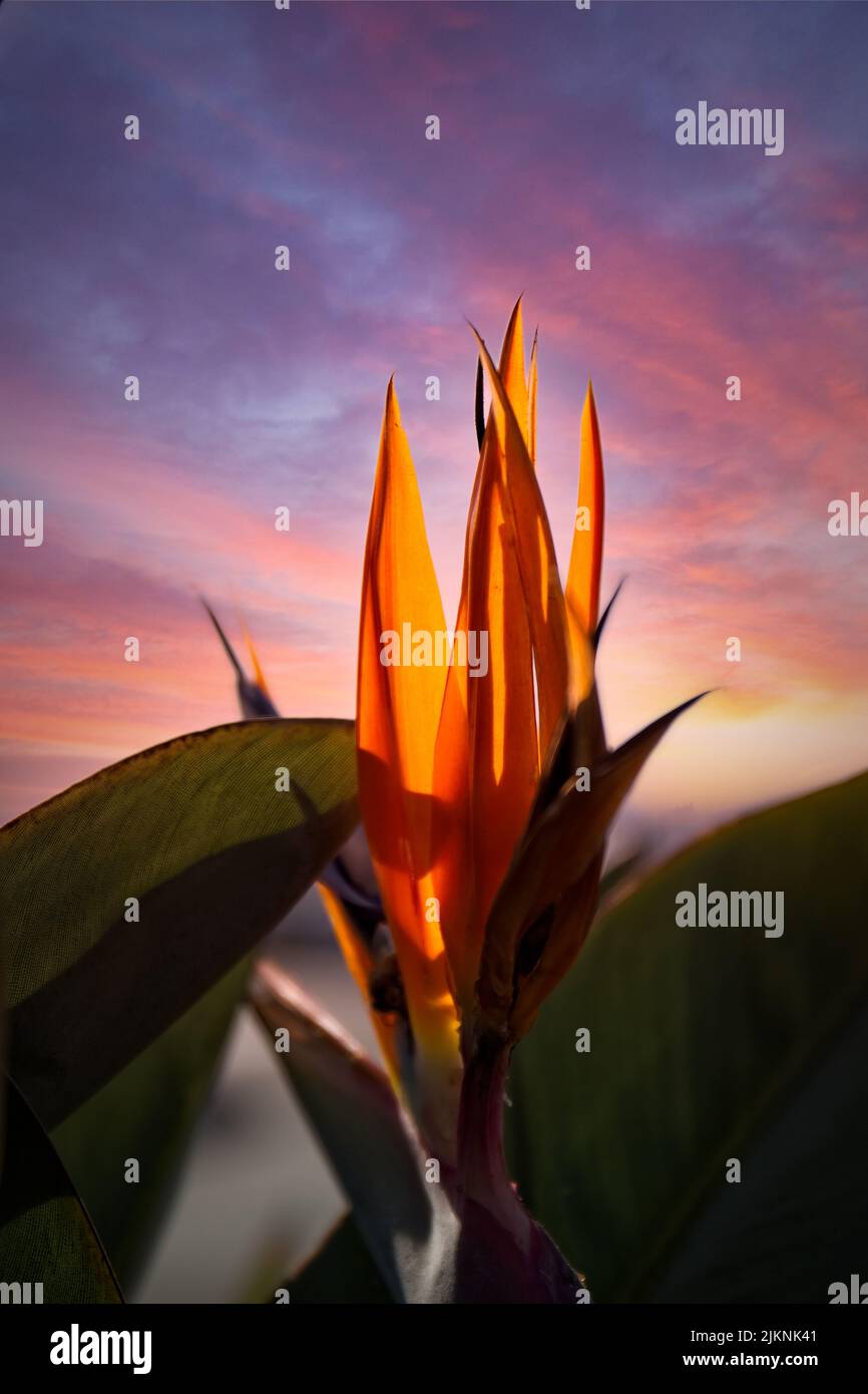A bloom on a Bird of Paradise plant at sunset with colorful clouds in the sky. Stock Photo
