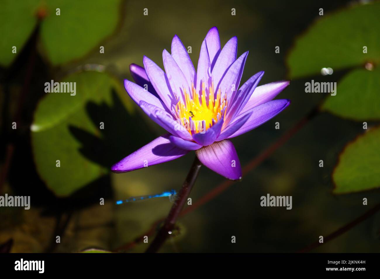 Blooming lillypad and damselfly in pond at the Huntington Library and Gardens Stock Photo