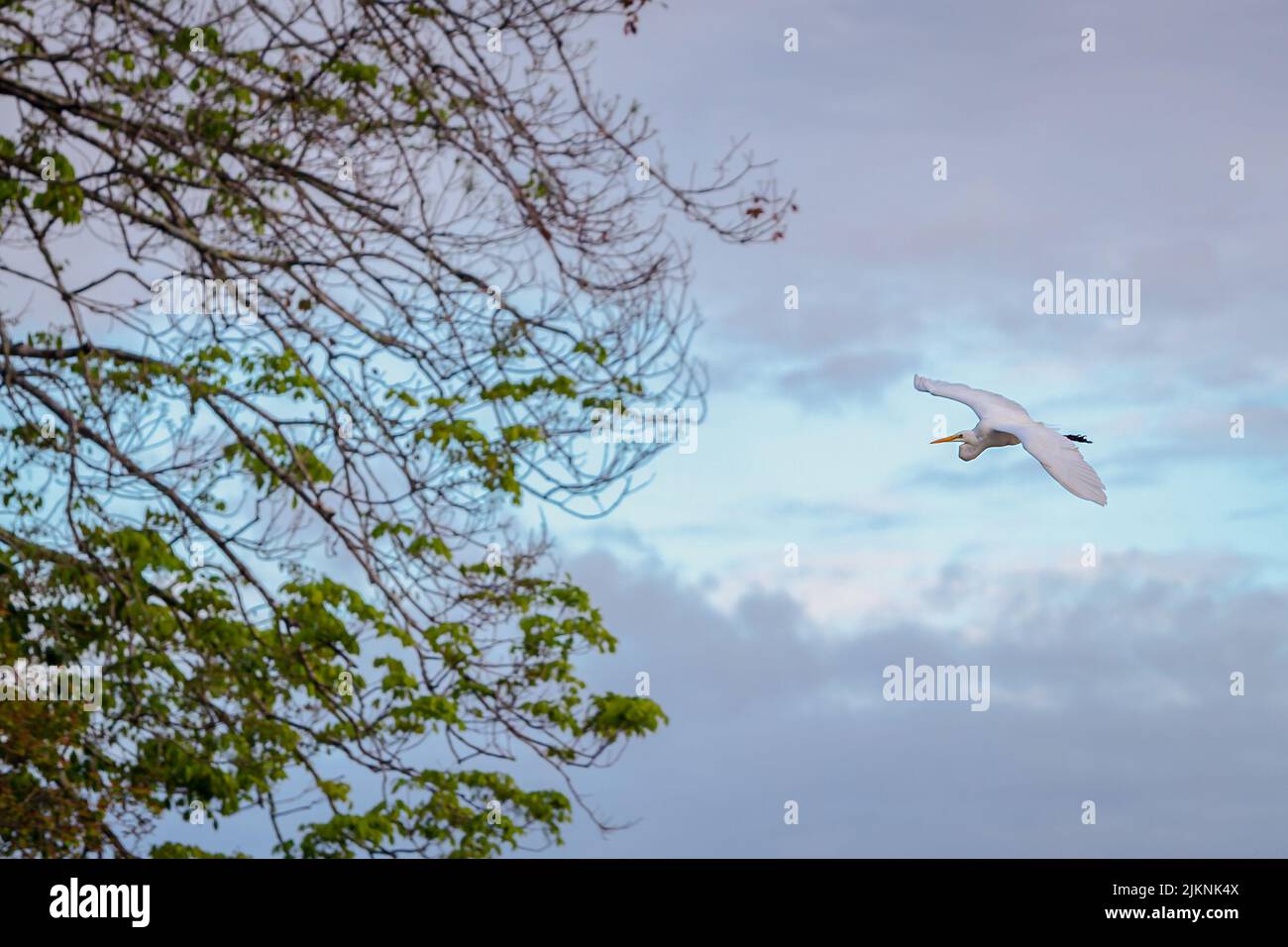 A panoramic view of flying bird with blue cloud and tree background Stock Photo