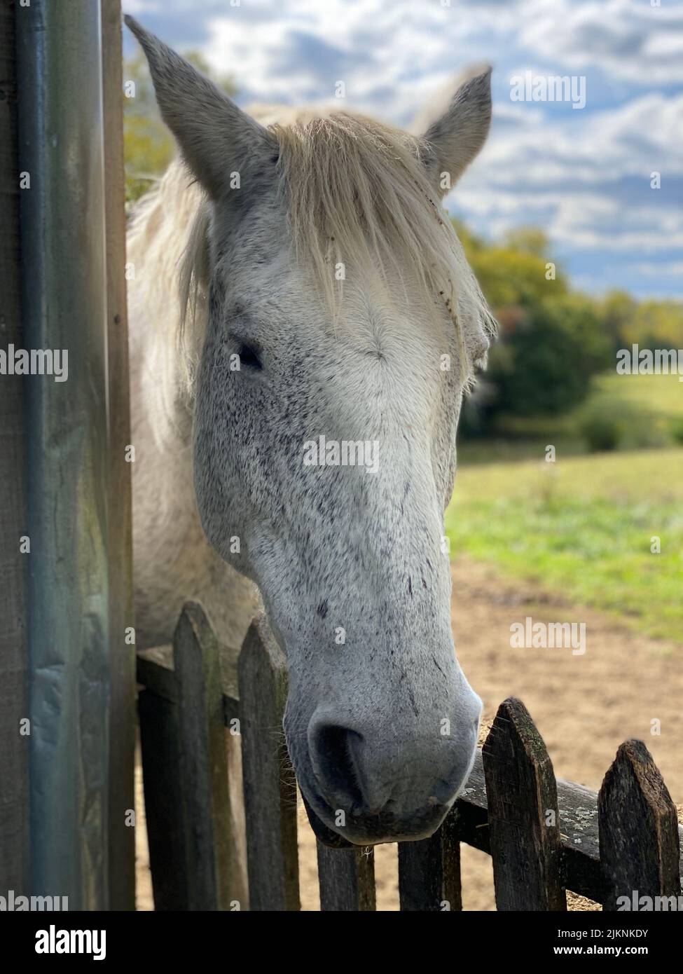 Horse face close up hi-res stock photography and images - Alamy