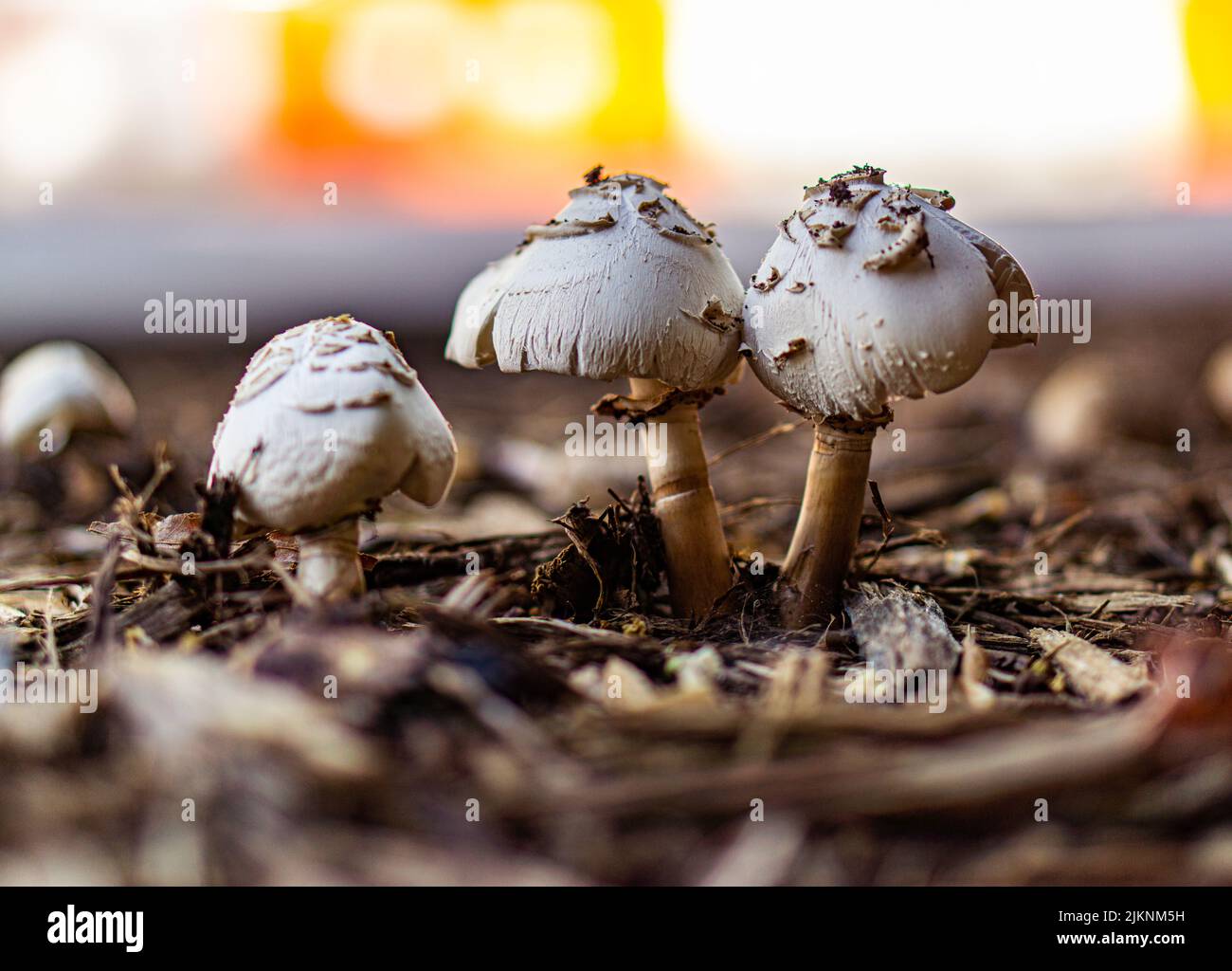 Growing coprinus alopecia mushrooms in a field Stock Photo