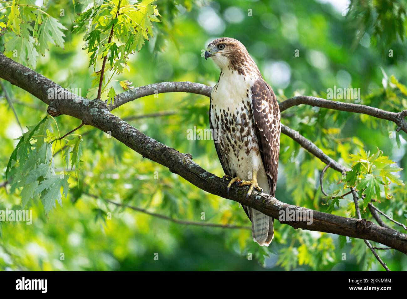 Red-tailed Hawk  (Buteo jamaicensis) Stock Photo