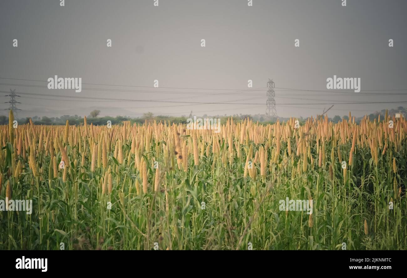 A Picture of Millet farm with Electricity Transmission poles across the Field in India. Electricity lines running through the agricultural field Stock Photo