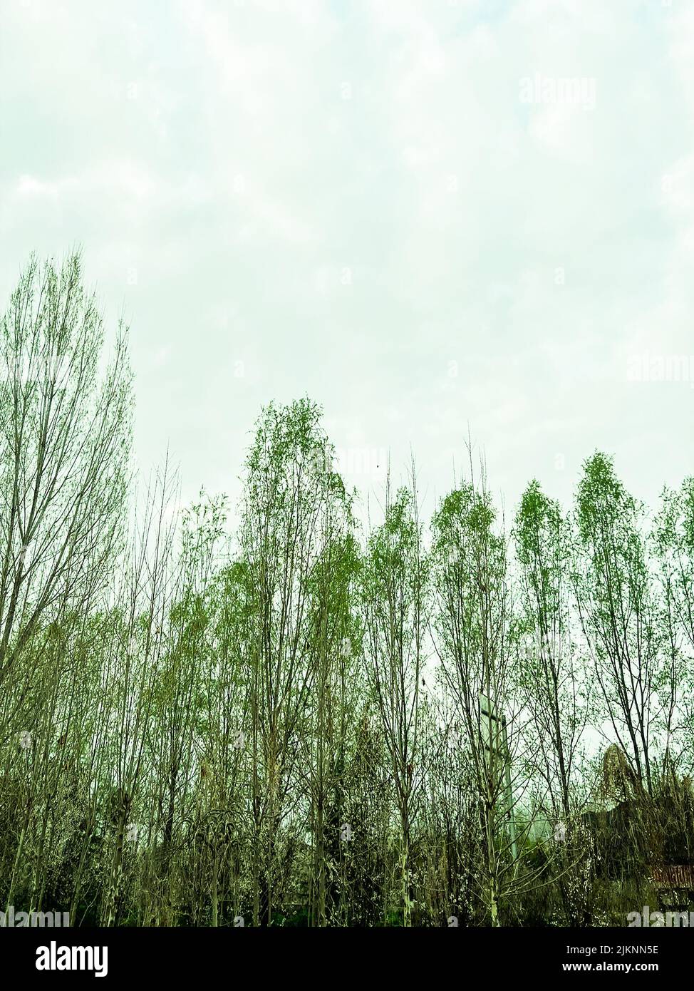 Beautiful shot growing trees hi-res stock photography and images - Alamy