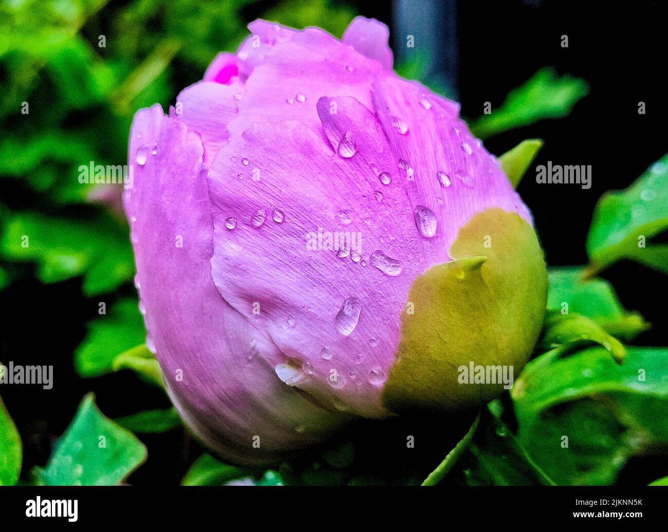 A closeup shot of a purple peony blossoming in the garden Stock Photo