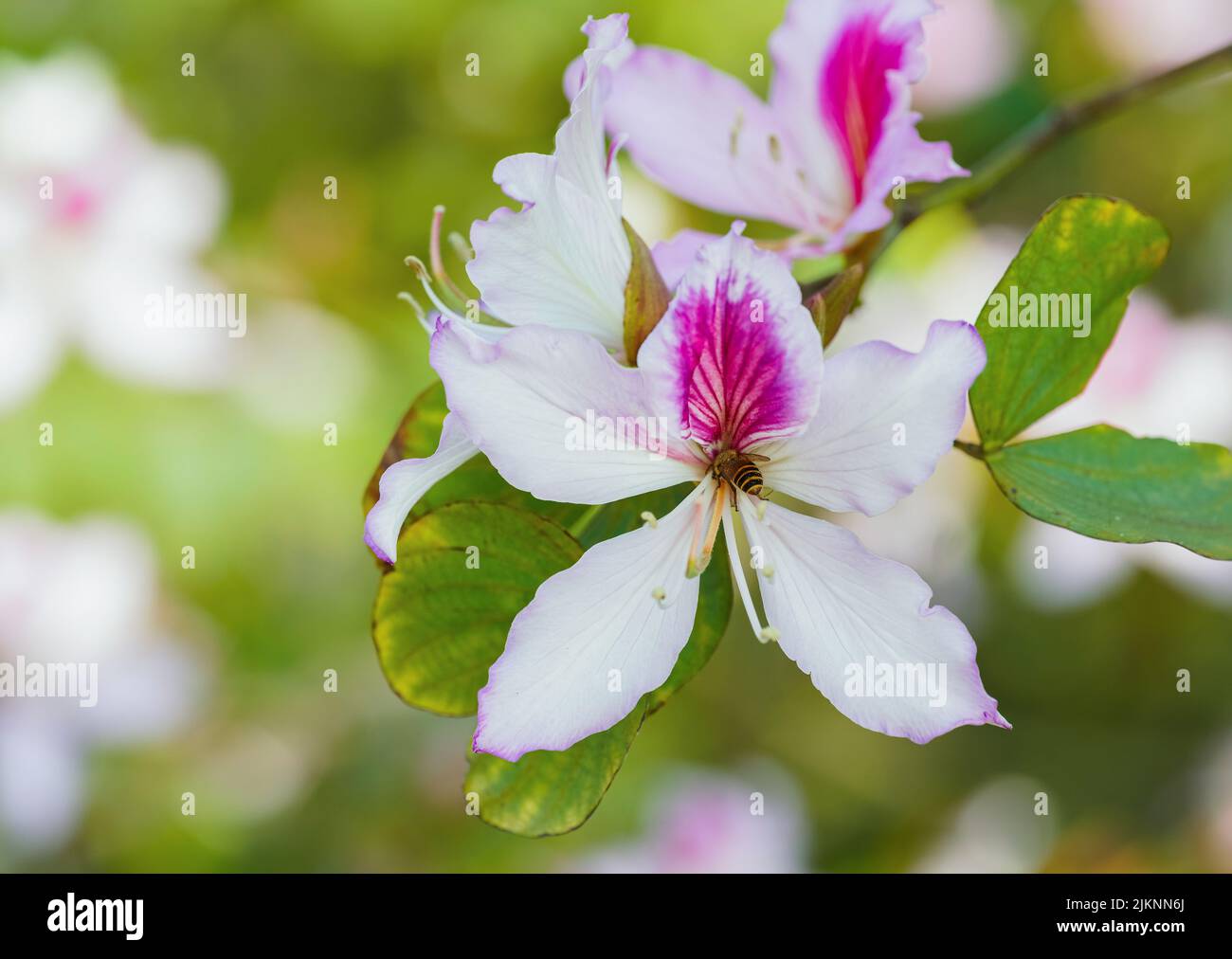 A closeup shot of a bauhinia blossoming in the garden Stock Photo