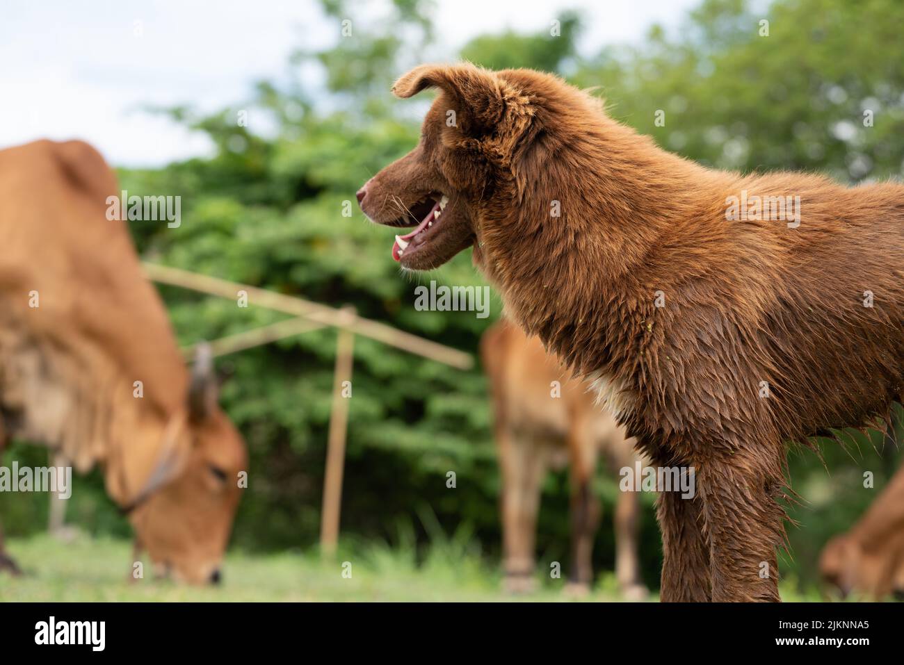 little dogs in ranch farming ,The dog are herding cattle on a ranch ...