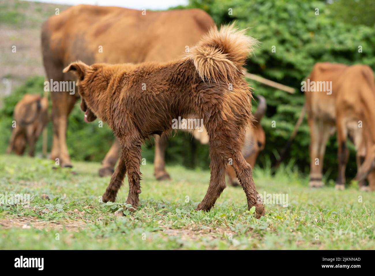 little dogs in ranch farming ,The dog are herding cattle on a ranch