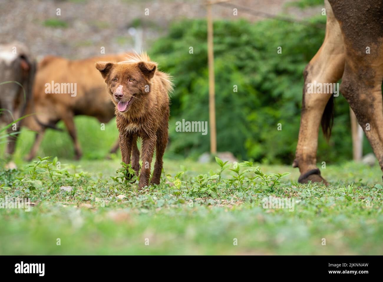 little dogs in ranch farming ,The dog are herding cattle on a ranch