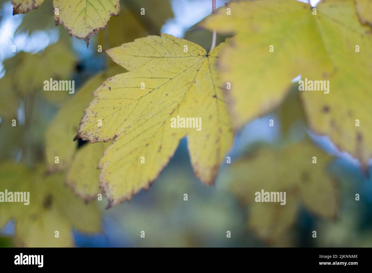 Shot yellow leaves tree hi-res stock photography and images - Alamy