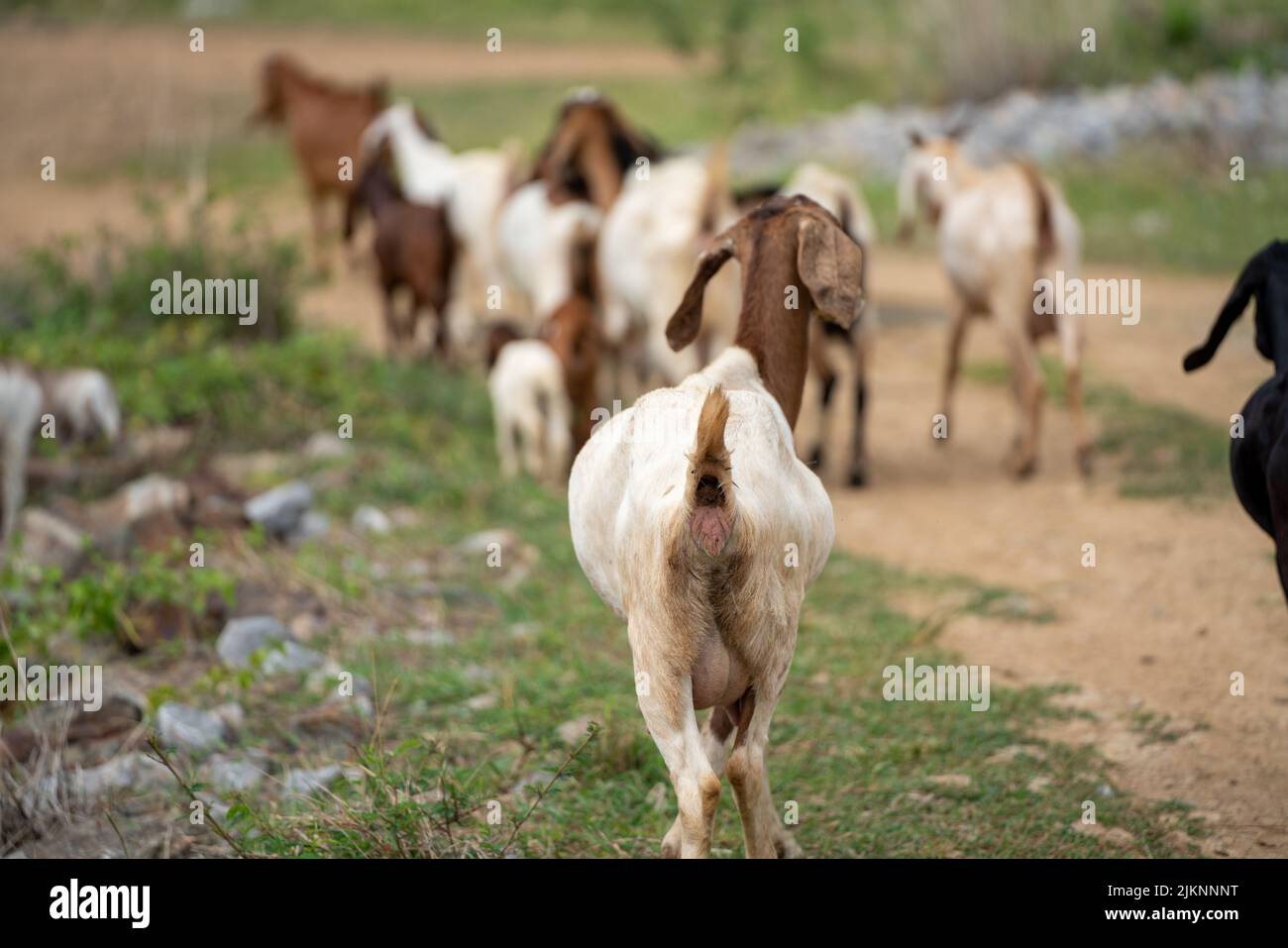 goats in a meadow of a goat farm. White goats Stock Photo - Alamy