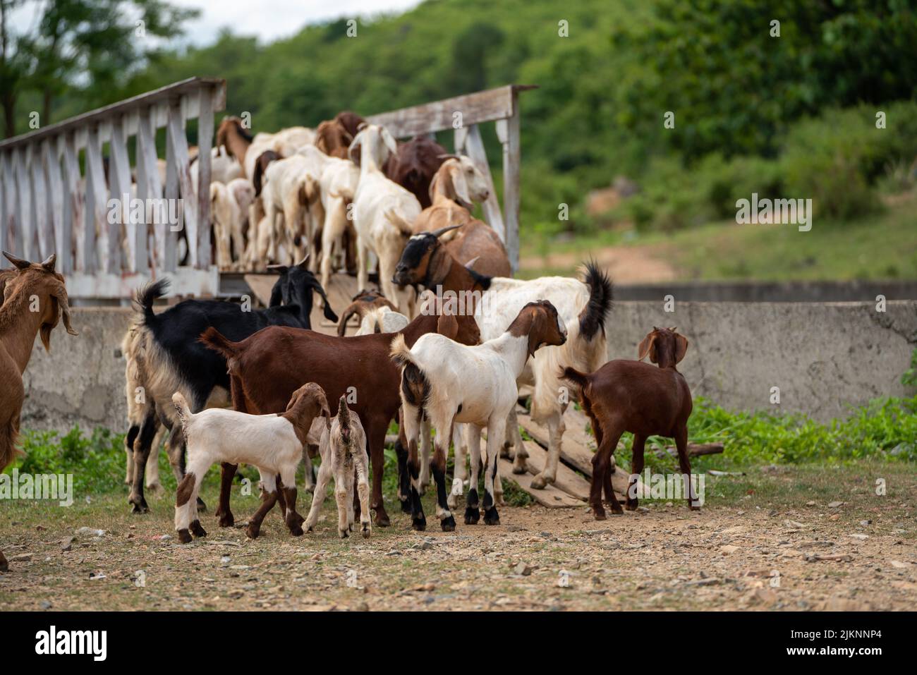 goats in a meadow of a goat farm. White goats, The Goats running pass the Bridge Stock Photo