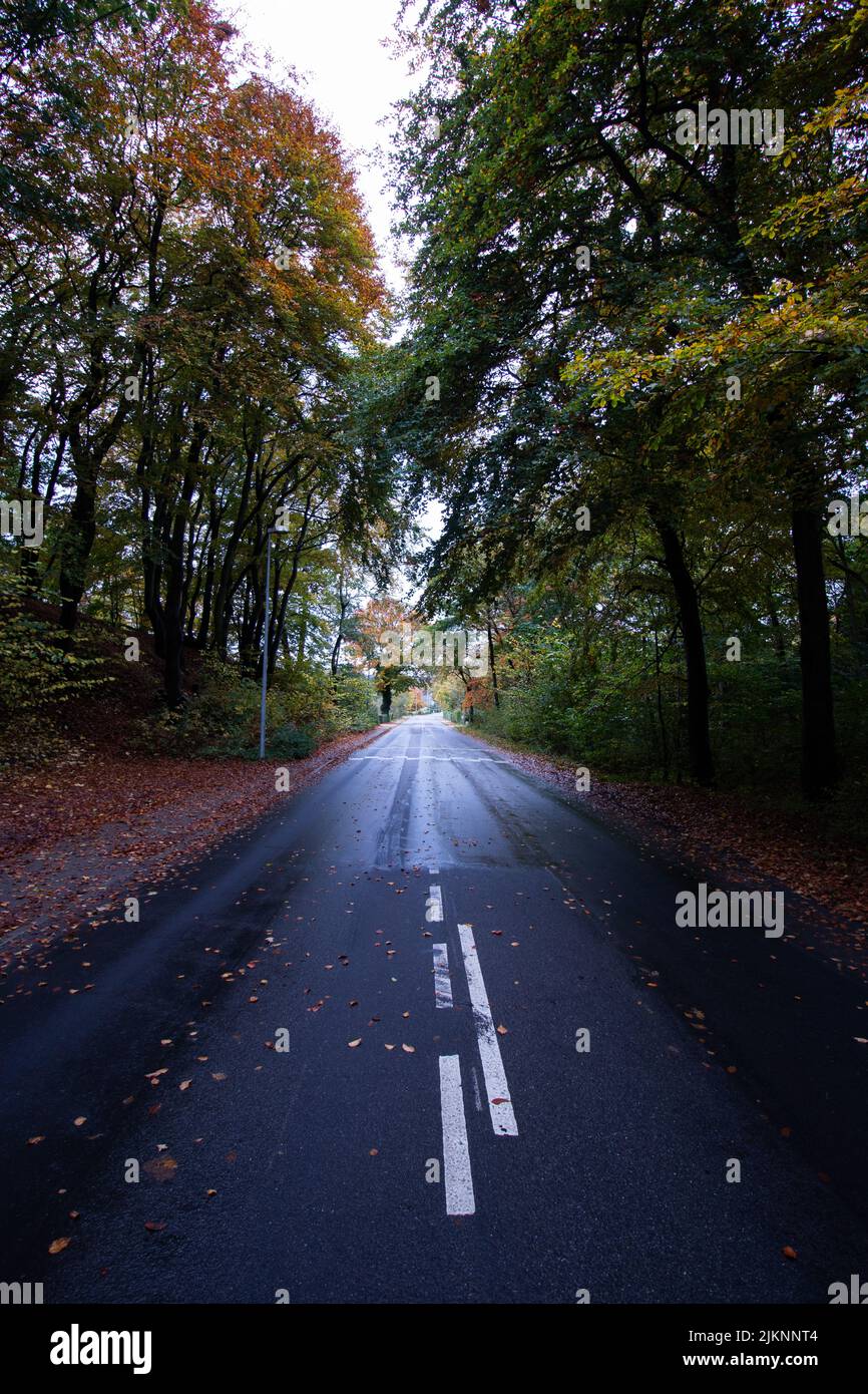 A vertical shot of the street in the forest in Denmark Stock Photo