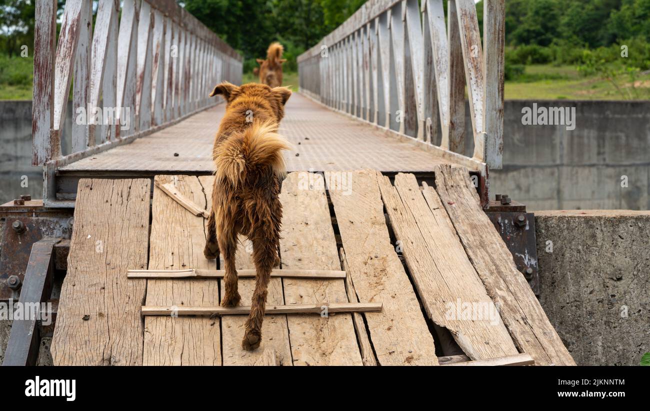 little dogs in ranch farming ,The dog are herding cattle on a ranch ...