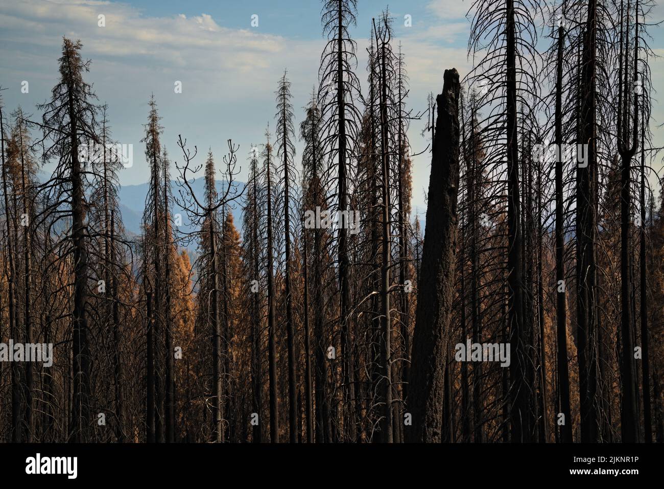 Landscape of devastating effects of forest fire from fall 2021 in
