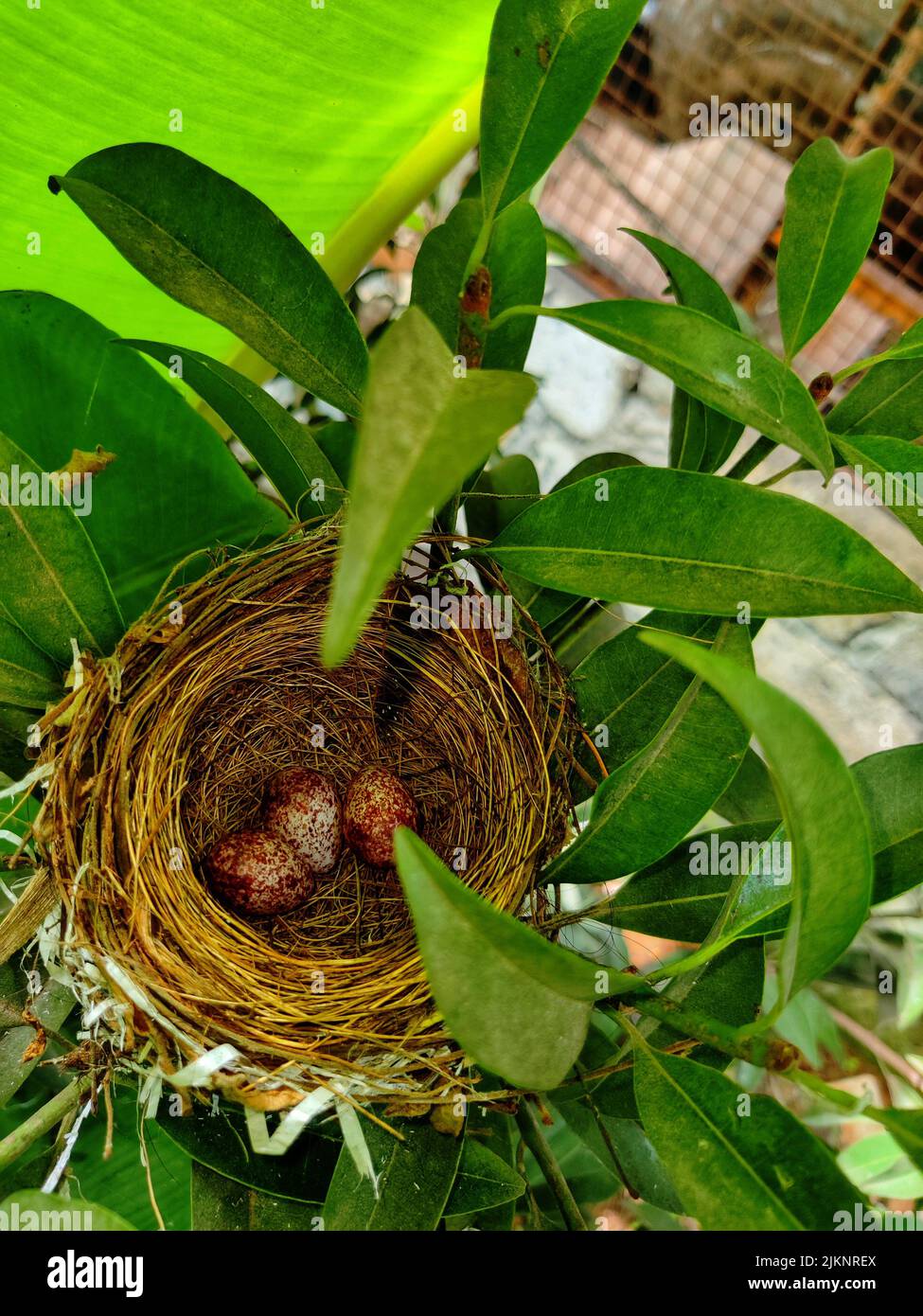 Nest of bulbul bird hires stock photography and images Alamy
