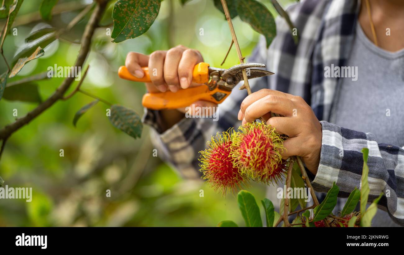 Harvest Rambutan by Smart woman Farmer in Rambutan fruit organic farm, working in plant farm