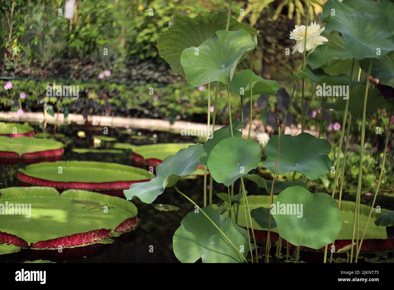 A closeup of Victoria amazonica leaves on the pond in the botanical garden. Stock Photo