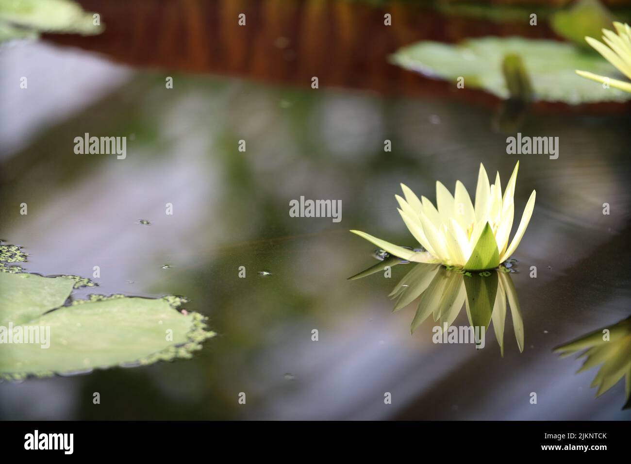 A closeup of a beautiful water lily. Nymphaea lotus. Stock Photo
