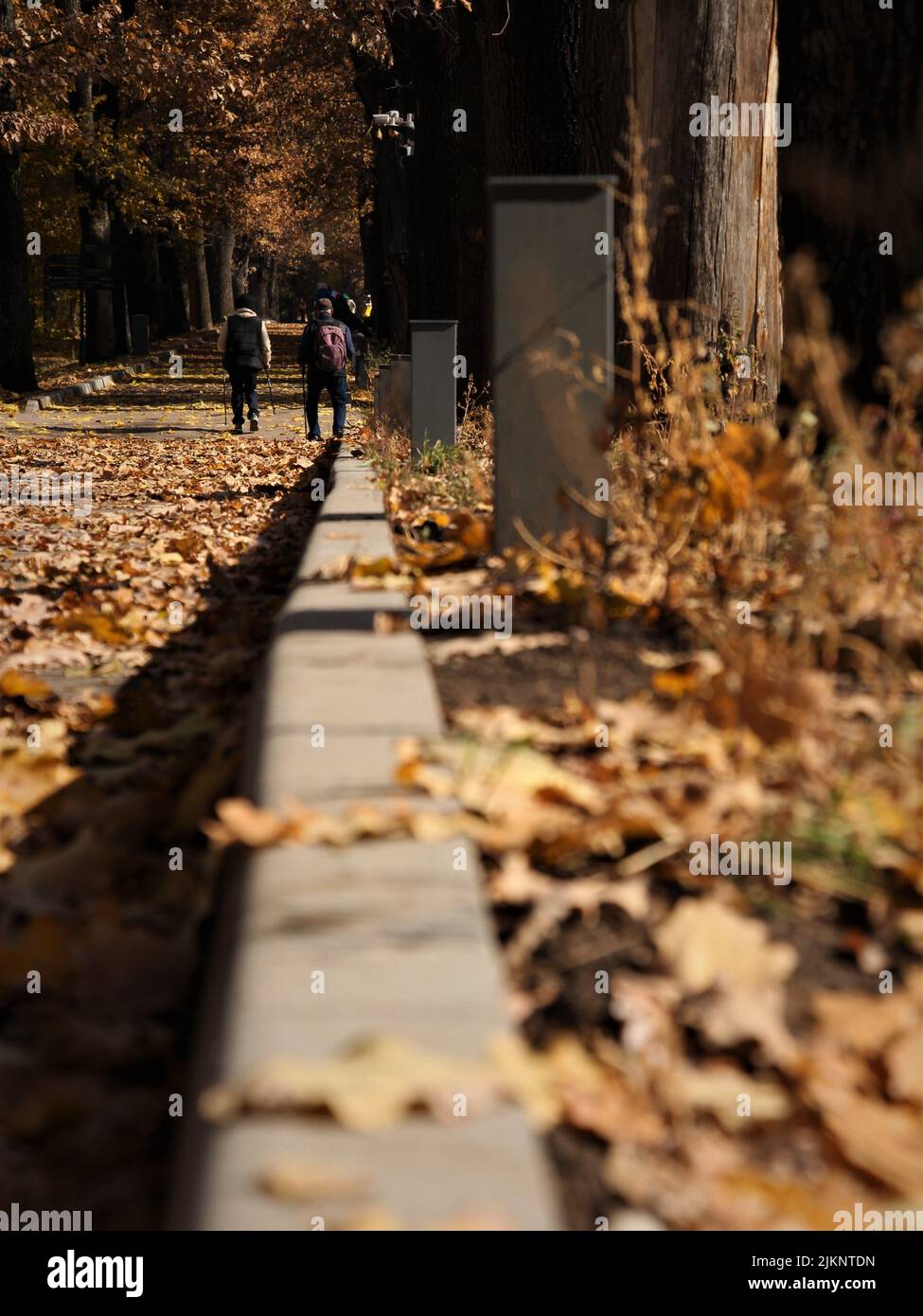 A closeup shot of a curb sidewalk in a park surrounded by dead leaves Stock Photo