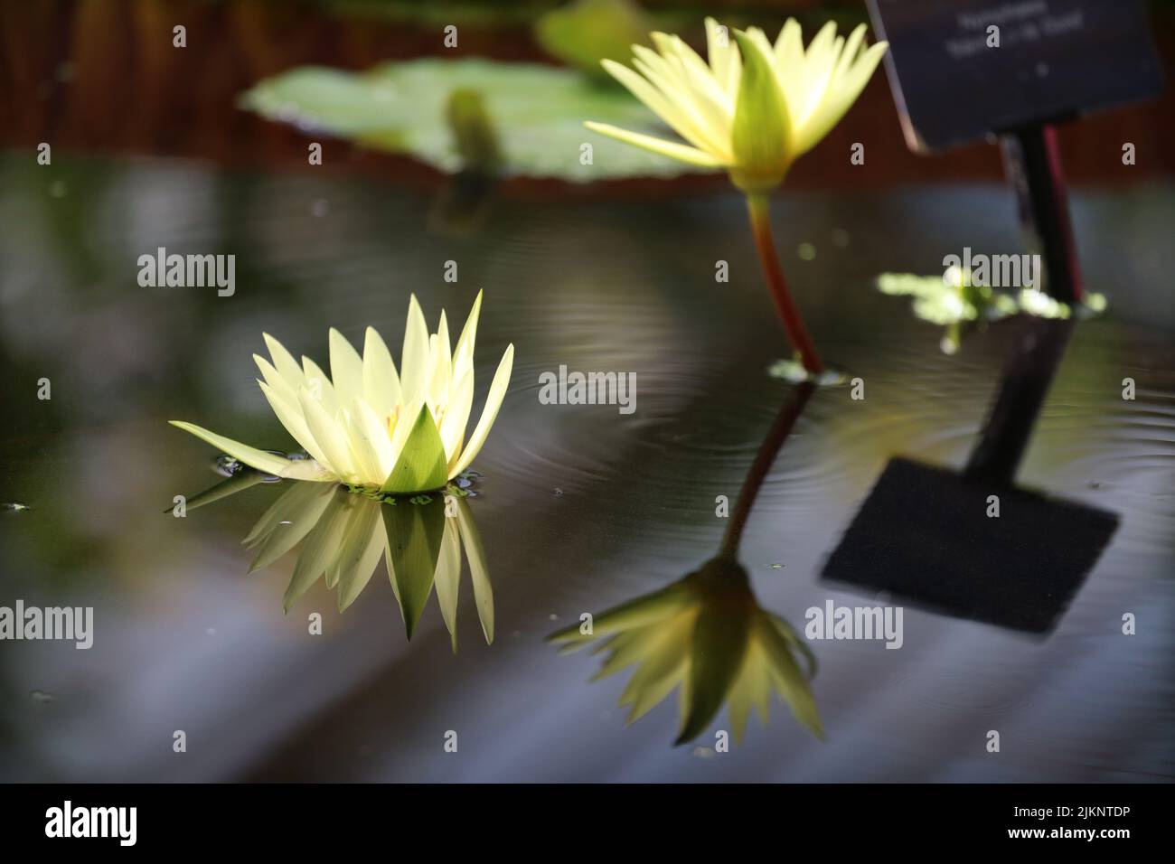 A closeup of beautiful water lilies. Nymphaea lotus. Stock Photo