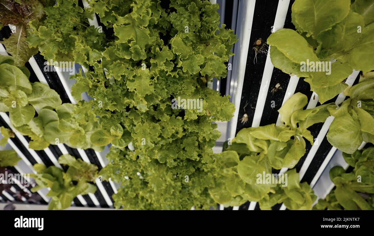 Agriculture farming plants growing hi-res stock photography and images ...