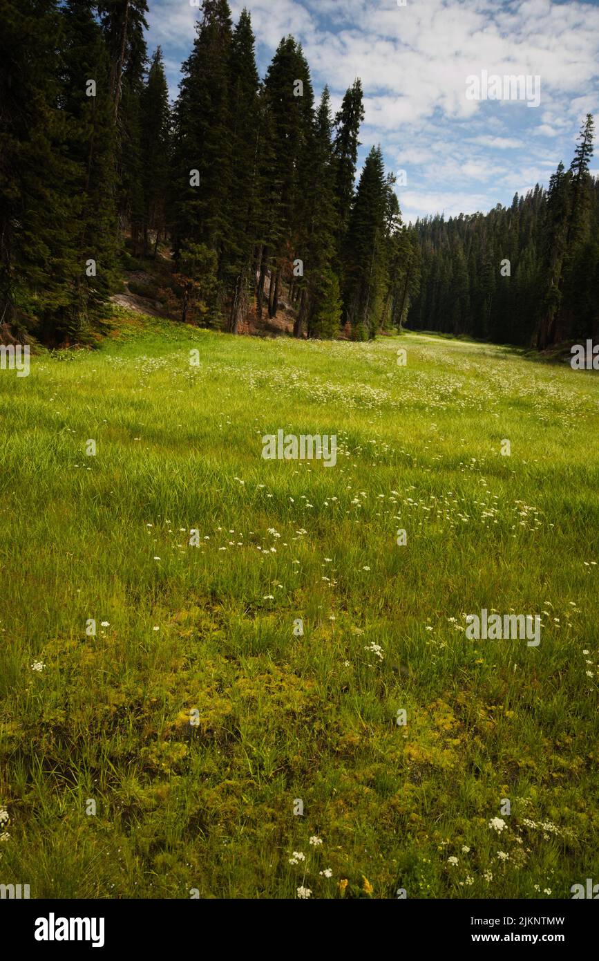 Serene beauty, field of wild flowers in forest of  Sequoia & Kings Canyon National park. Top travel destination, part of Sierra NevaDa' in California. Stock Photo