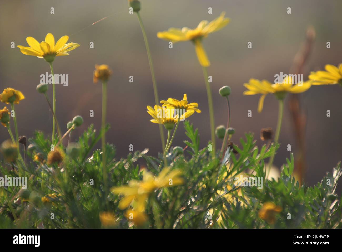 A closeup shot of the euryops pectinatus flowers growing in the field Stock Photo