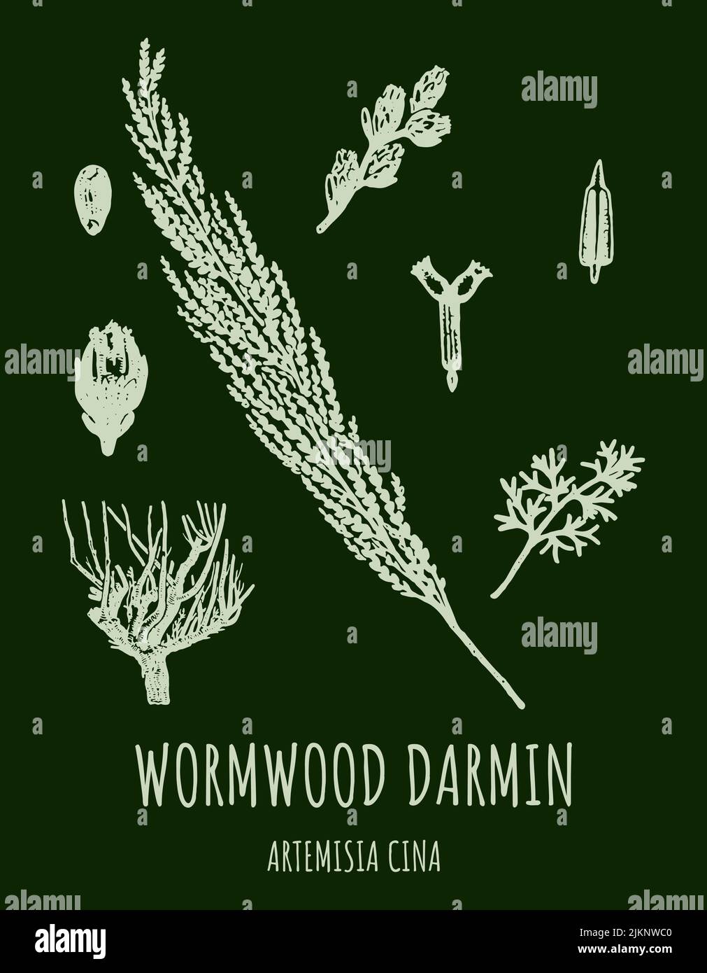 DARMIN Wormwood (Artemisia cina) illustration. Wormwood branch, leaves and wormwood flowers. Cosmetics and medical plant. Stock Vector
