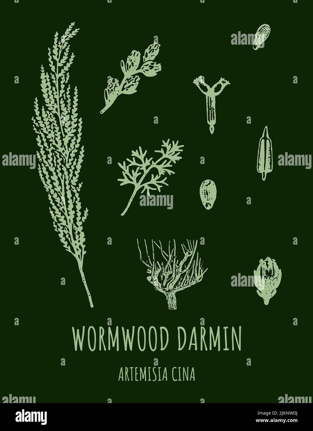 DARMIN Wormwood (Artemisia cina) illustration. Wormwood branch, leaves and wormwood flowers. Cosmetics and medical plant. Stock Vector