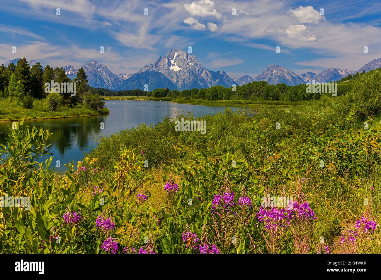 Fireweed (Chamerion angustifolium) in the foreground and Mt Moran in the distance from the Oxbow Bend of the Snake River in Grand Teton NP, WY. Stock Photo