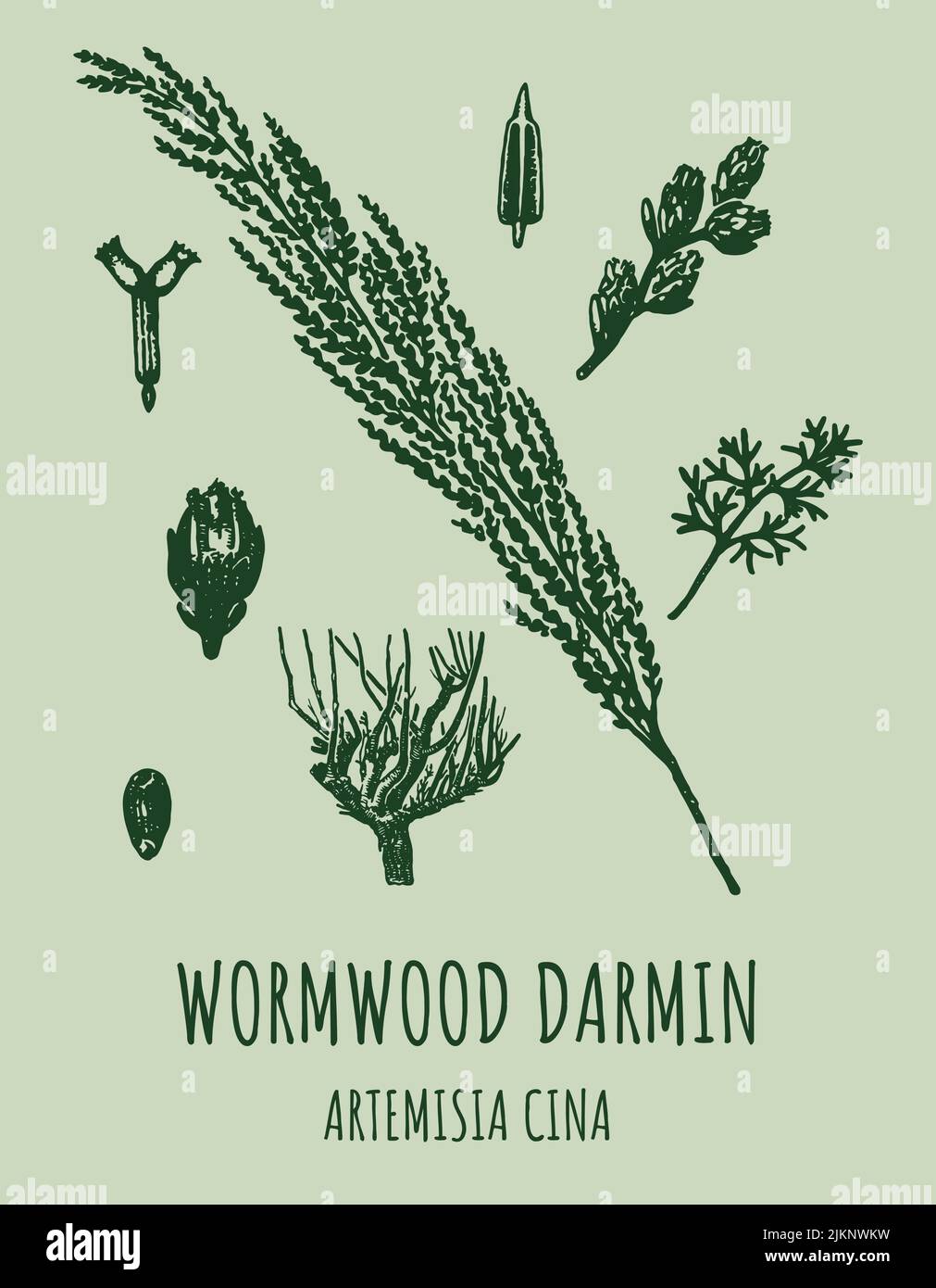 DARMIN Wormwood (Artemisia cina) illustration. Wormwood branch, leaves and wormwood flowers. Cosmetics and medical plant. Stock Vector