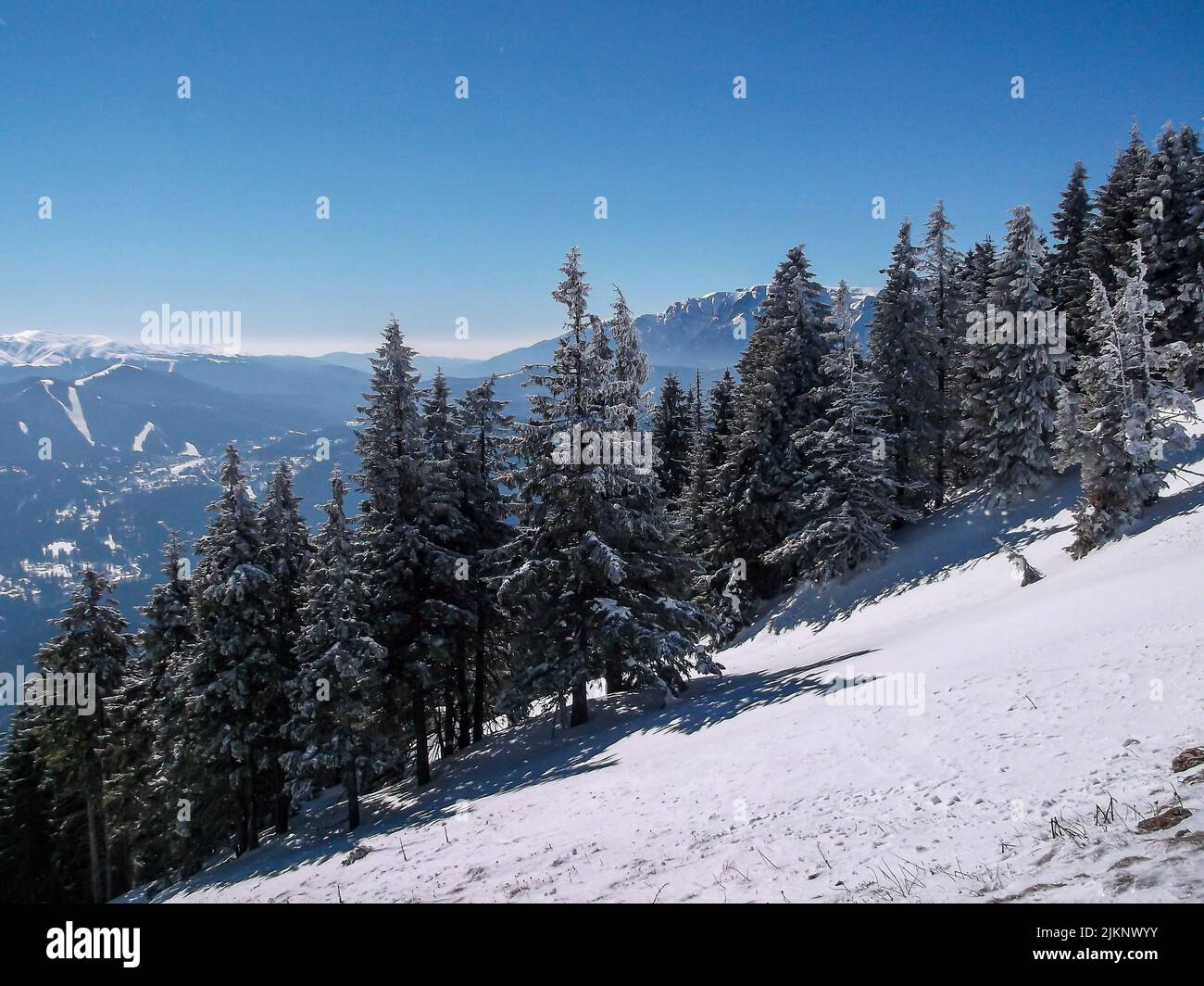 A pine trees growing on a snowcovered mountain in winter in Brasov, Romania Stock Photo Alamy