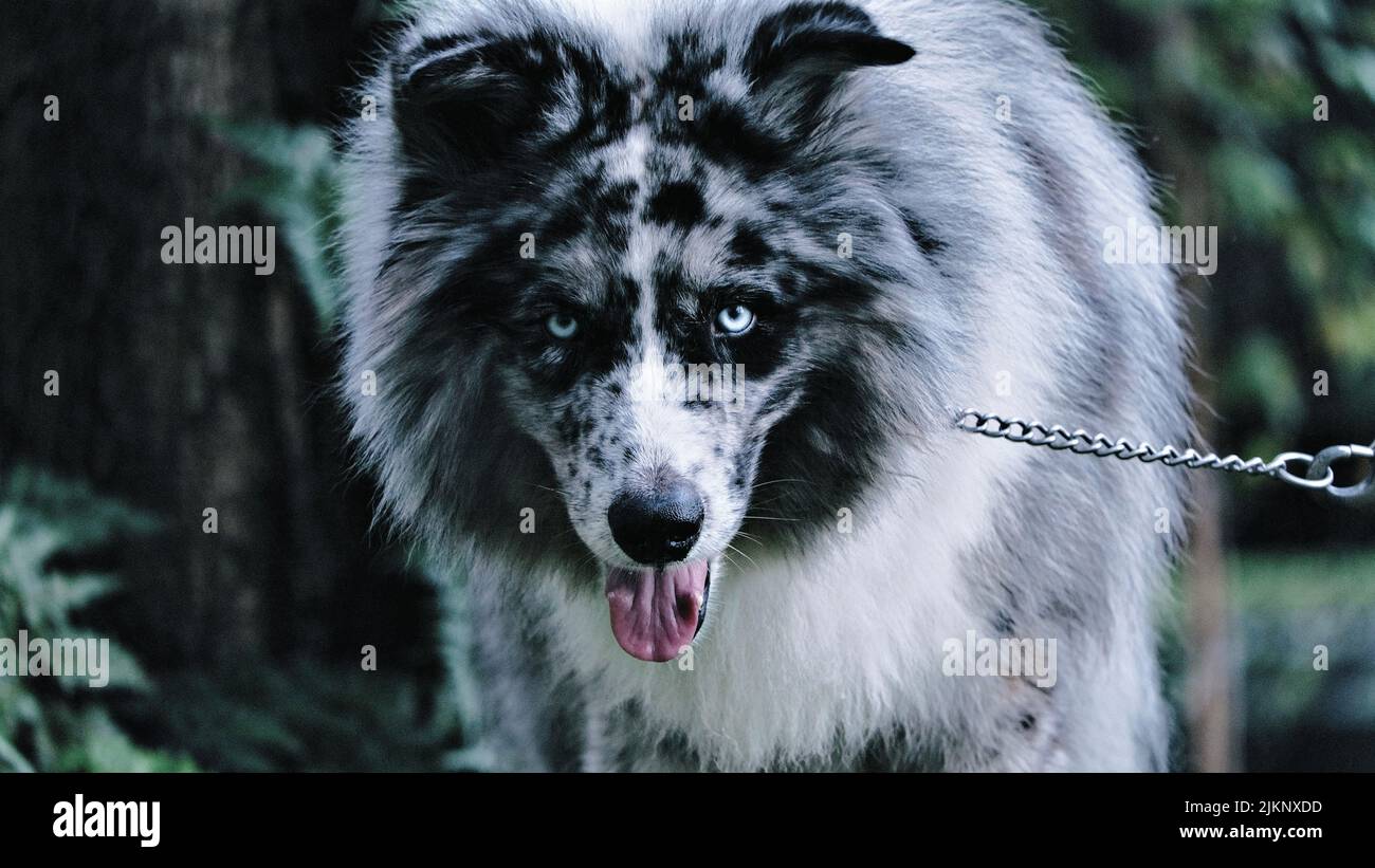A beautiful rare mixed breed gray dog with blue eyes on a blurred