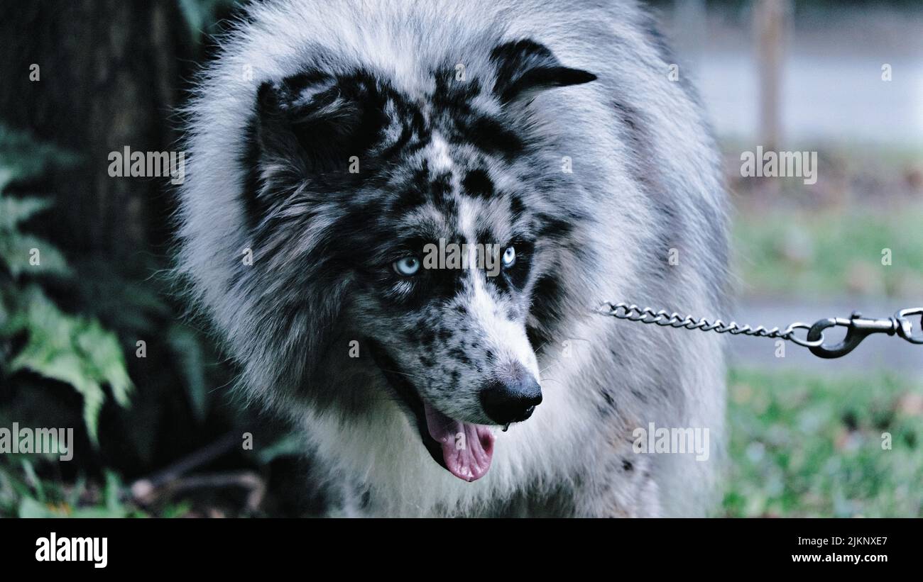A beautiful rare mixed breed gray dog with blue eyes on a blurred
