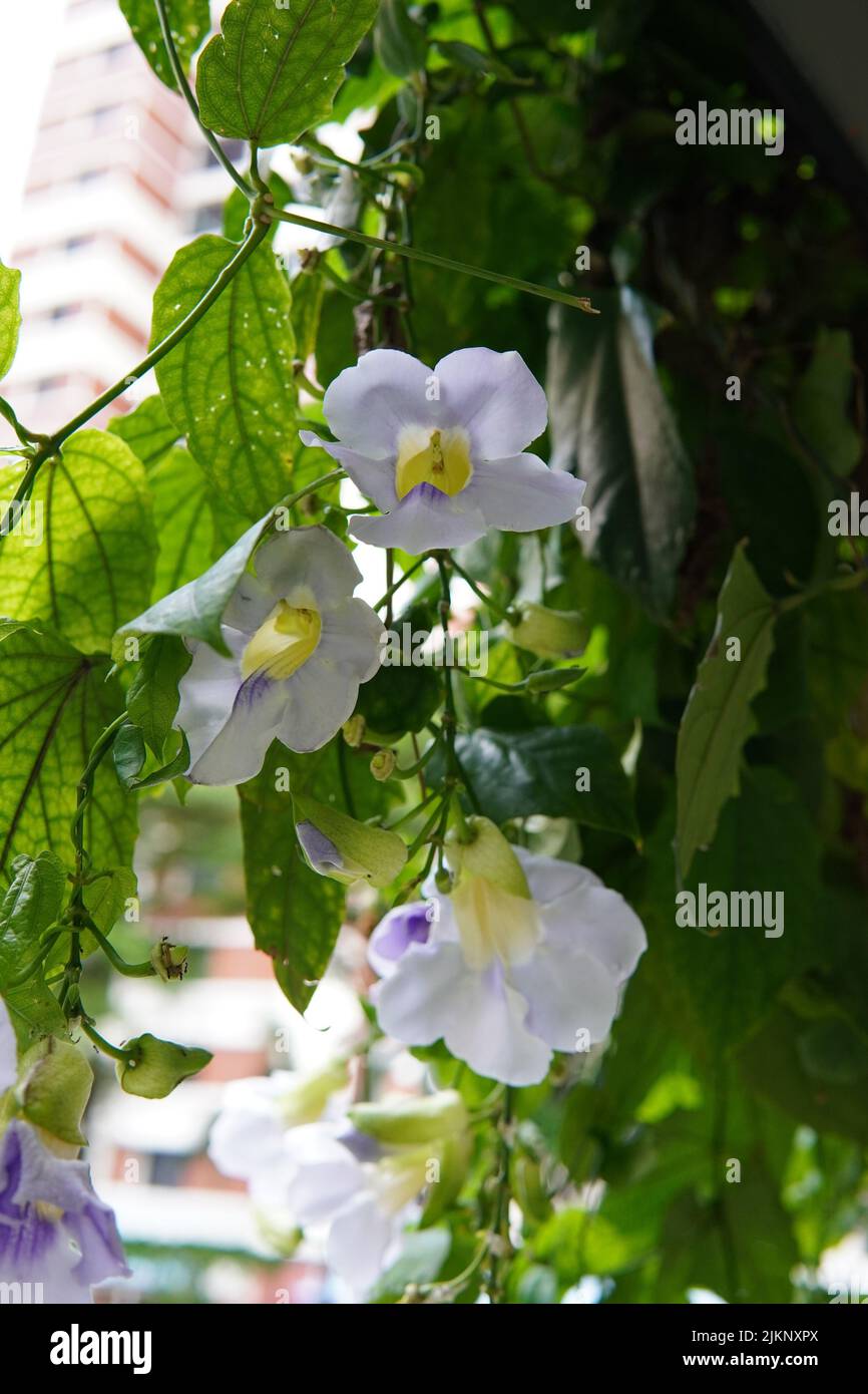 A selective of Thunbergia grandiflora flowers Stock Photo