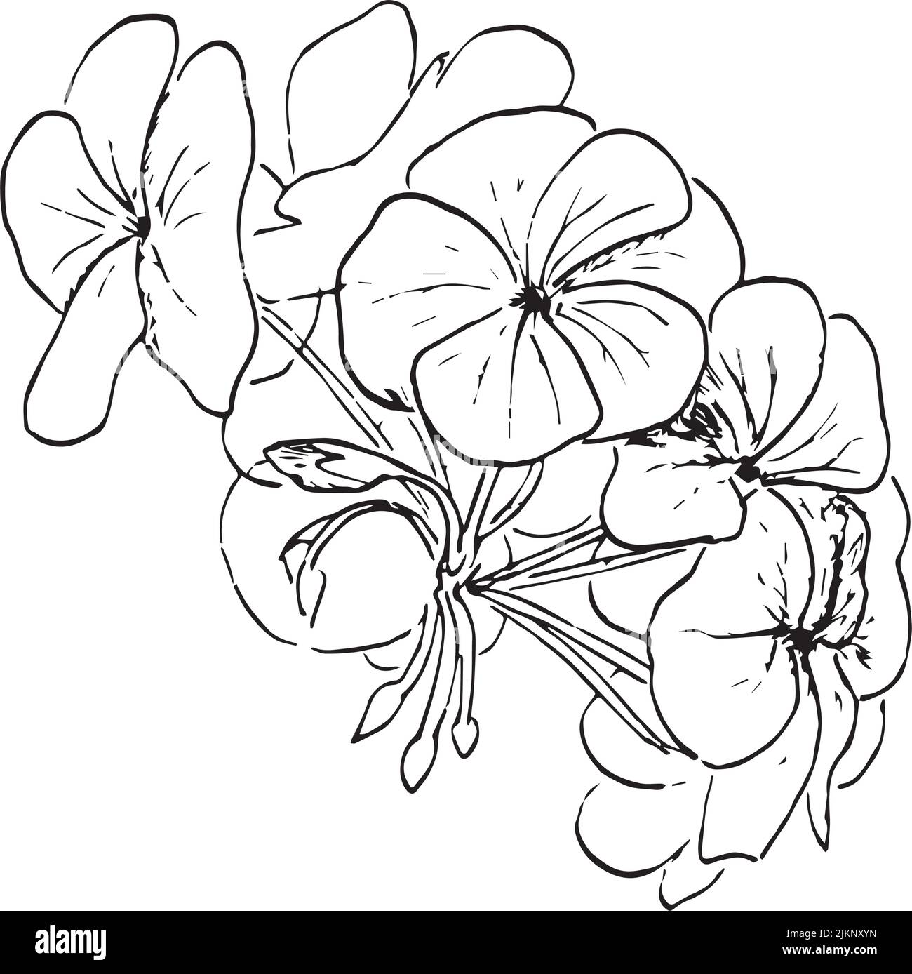 vector drawing Umckaloabo, South African Geranium ,Pelargonium sidoides , hand drawn silhouette illustration, ink pen Stock Vector