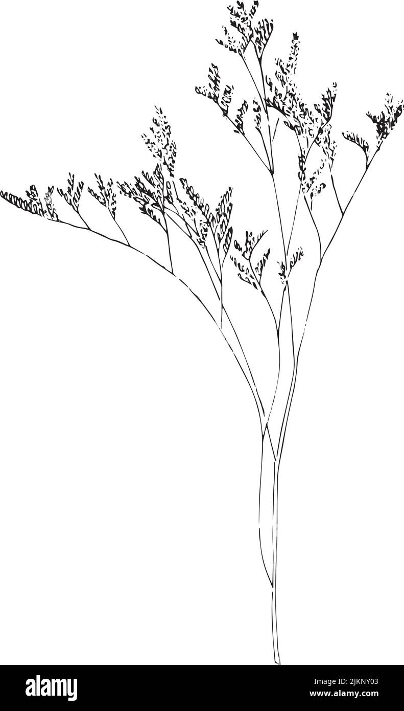 Pampas grass vector vectors hi-res stock photography and images - Alamy