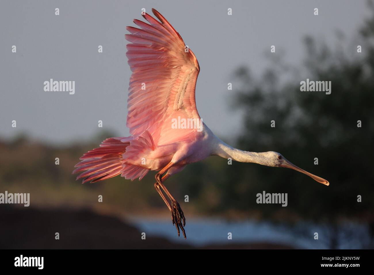 A photo of a roseate spoonbill flying, Myakka River State Park, Florida ...