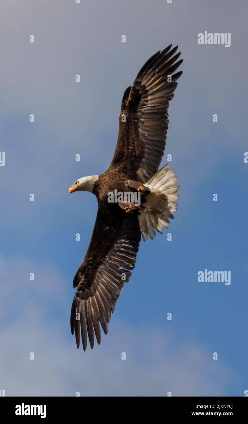 A vertical shot of the underside of bald eagle flying, Myakka River