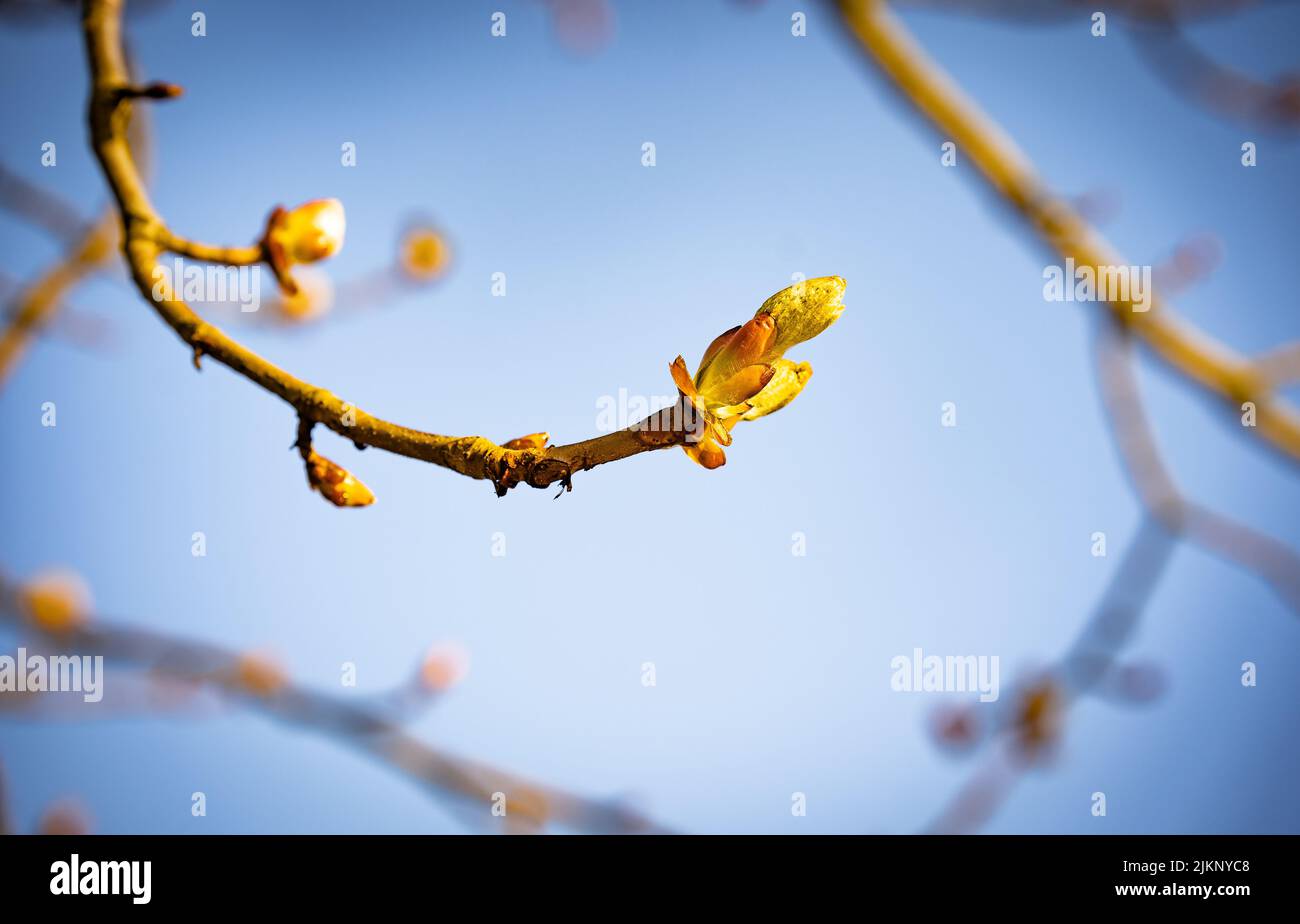 Spring Twigs A close-up shot of a blooming twig with buds grown in the garden in ...