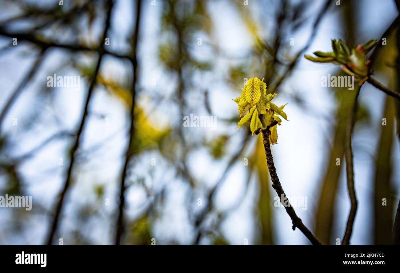 Spring Twigs A close-up shot of a blooming twig with buds grown in the garden in ...