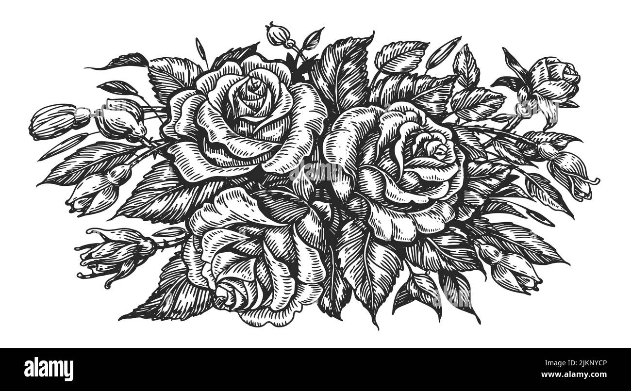 Roses with leaves and buds sketch. Hand drawn flowers in vintage engraving style. Floral concept. Vector illustration Stock Vector